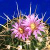 Stenocactus_crispatus